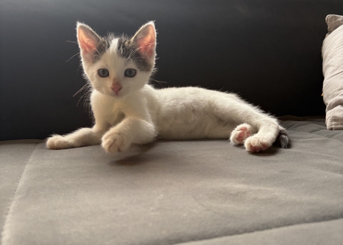 Katze, EKH, Romina, Tierheim Burgdorf