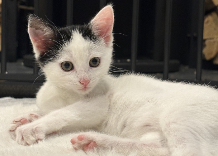 Katze, EKH, Albana, Tierheim Burgdorf