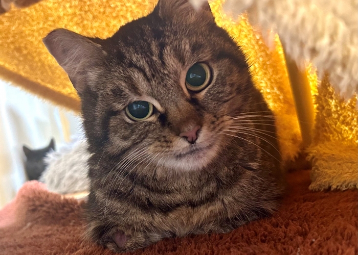 Katze, EKH, Oma Penka, Tierheim Burgdorf