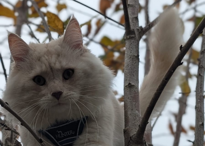 Maine-Coon-Katze, Peter, Tierheim Burgdorf
