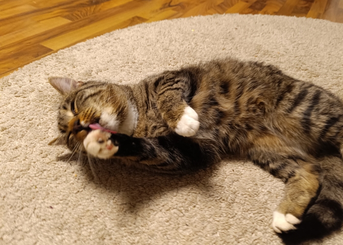 Katze, EKH, Spikey, Tierheim Burgdorf