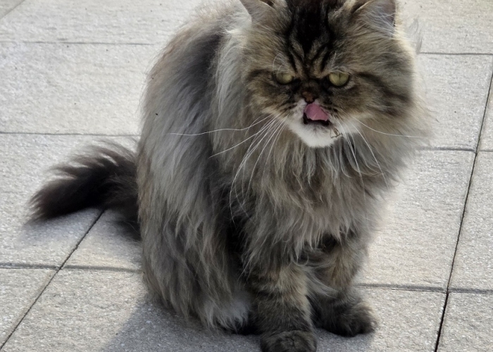 Katze, Perser, Gino, Tierheim Burgdorf