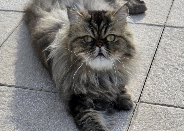 Perser-Katze, Gino, Tierheim Burgdorf