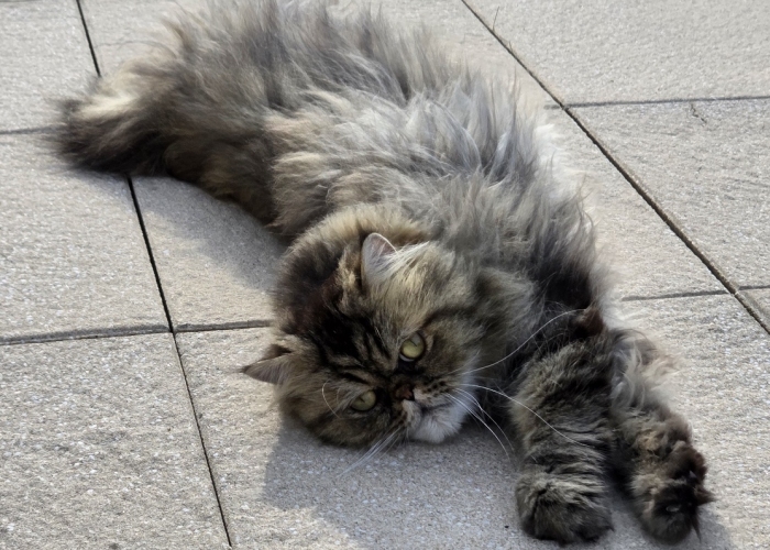 Perser-Katze, Gino, Tierheim Burgdorf