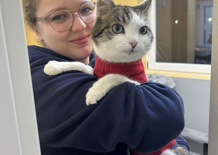 EKH-Katze, Sissi, Tierheim Burgdorf