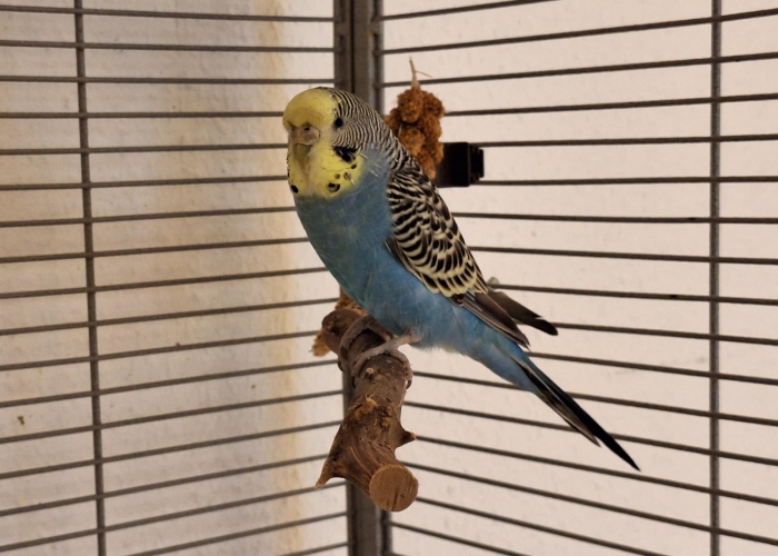 Vogel, Wellensittich, Rainbow, Tierheim Burgdorf