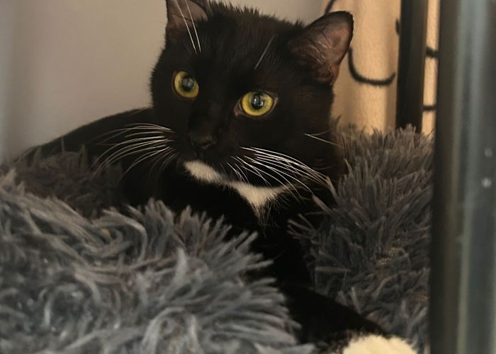 EKH-Katze, Die Adligen, Tierheim Burgdorf