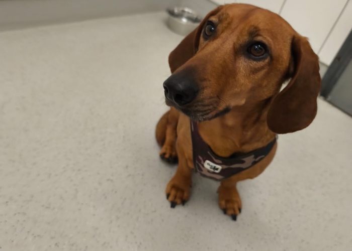 Hund, Dackel, , Tierheim Burgdorf