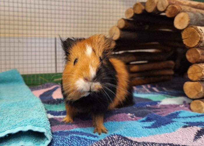 Meerschweinchen-Kleintier, Lotta und Lilli, Tierheim Burgdorf