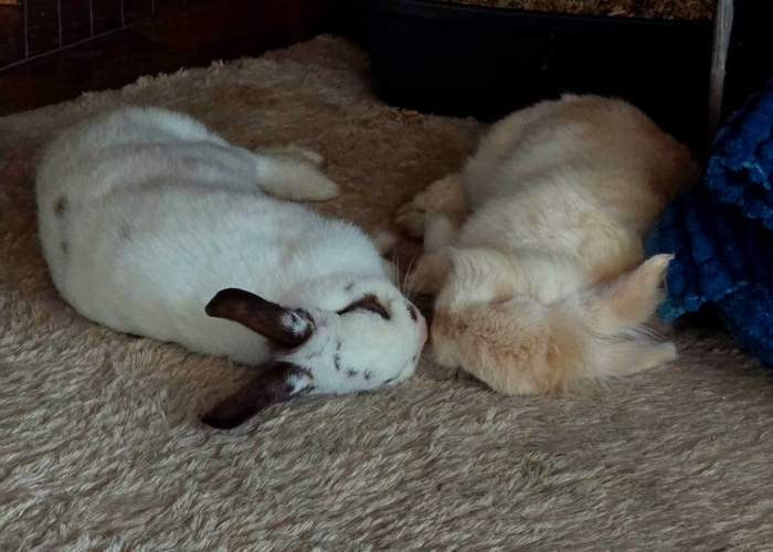 Kleintier, , Fluffy und Pünktchen, Tierheim Burgdorf