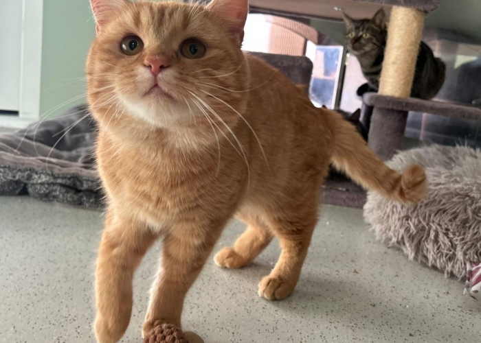 Katze, , Jingle, Tierheim Burgdorf