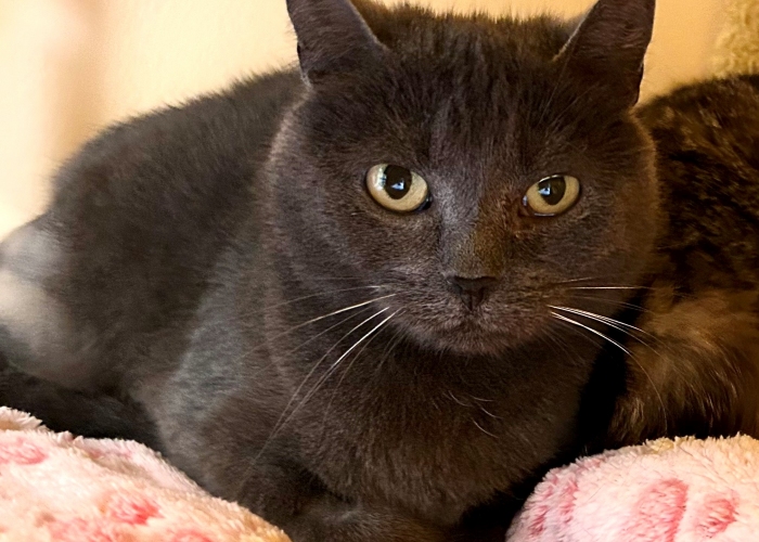 EKH-Mix-Katze, Florentine und Blinzela, Tierheim Burgdorf