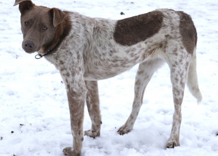Mischling-Hund, Taavi, Tierheim Burgdorf