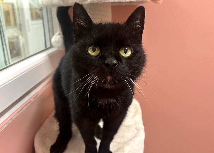 Katze, EKH, Felina, Tierheim Burgdorf