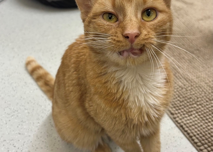 Katze, EKH, Gregor, Tierheim Burgdorf