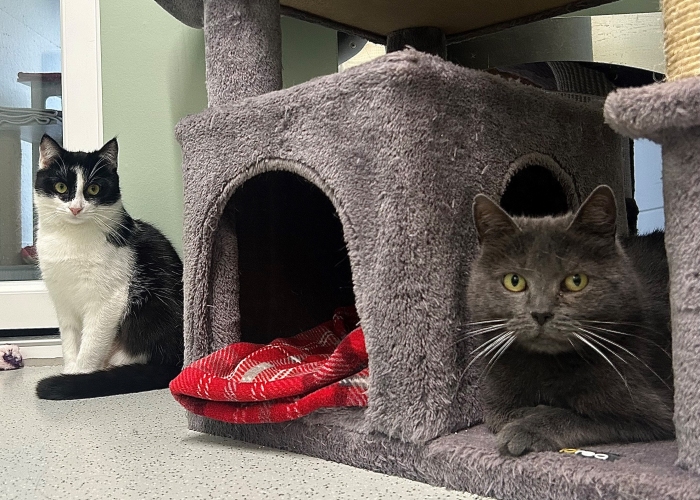 EKH-Mix-Katze, Florentine und Blinzela, Tierheim Burgdorf