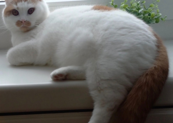 BKH-Katze, Milo, Tierheim Burgdorf