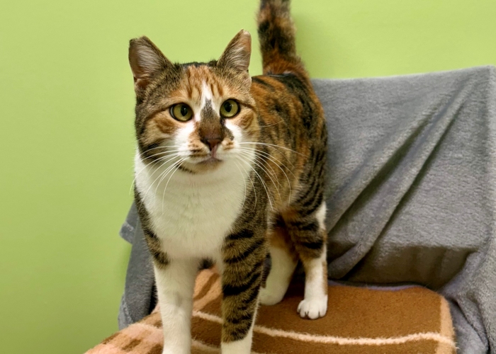 Katze, EKH, Aruna, Tierheim Burgdorf