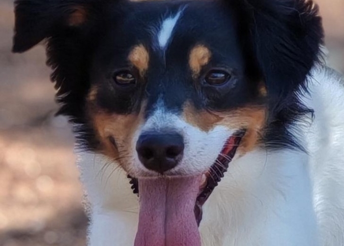 Bodeguero Andaluz Mischling -Hund, Woody, Tierheim Burgdorf