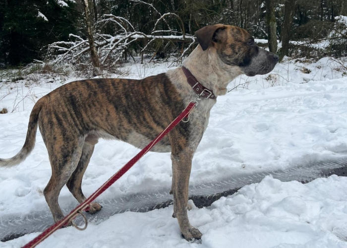 Hund, Mischling, Jo, Tierheim Burgdorf