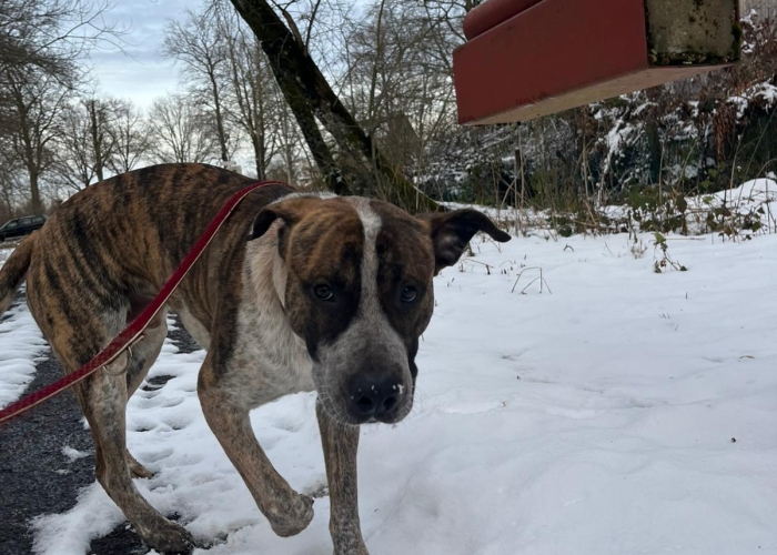 Mischling-Hund, Jo, Tierheim Burgdorf