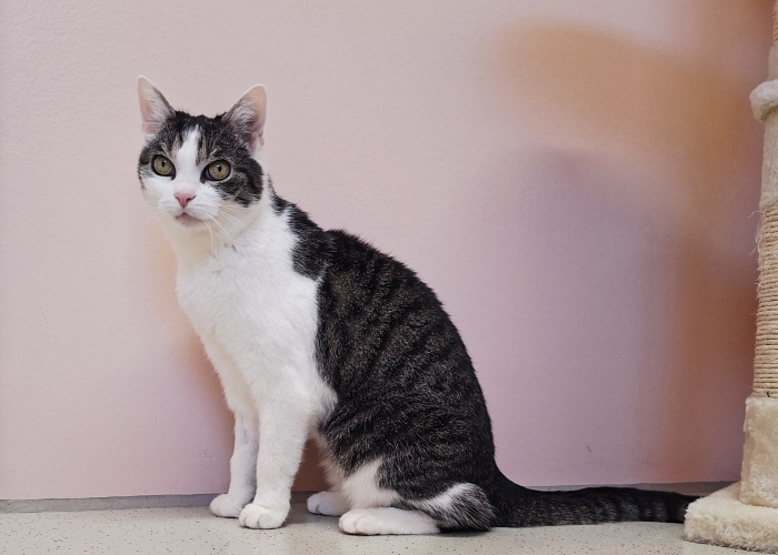 Katze, EKH, Stella, Tierheim Burgdorf