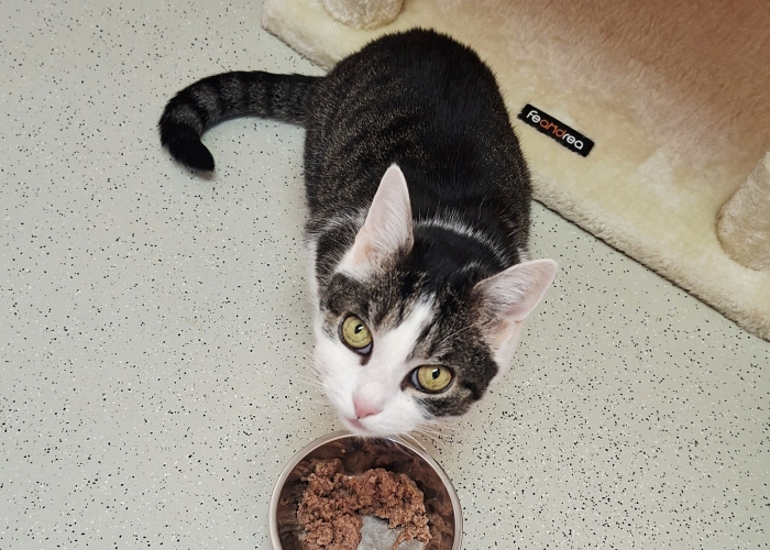 EKH-Katze, Stella, Tierheim Burgdorf