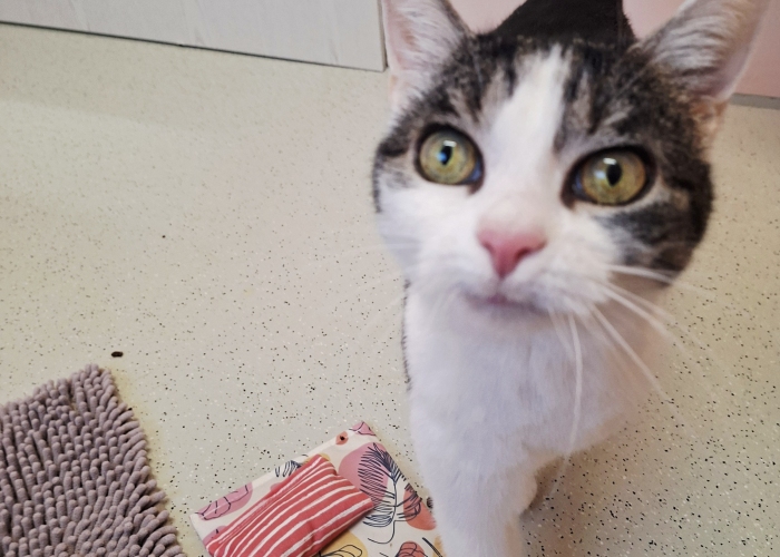 EKH-Katze, Stella, Tierheim Burgdorf