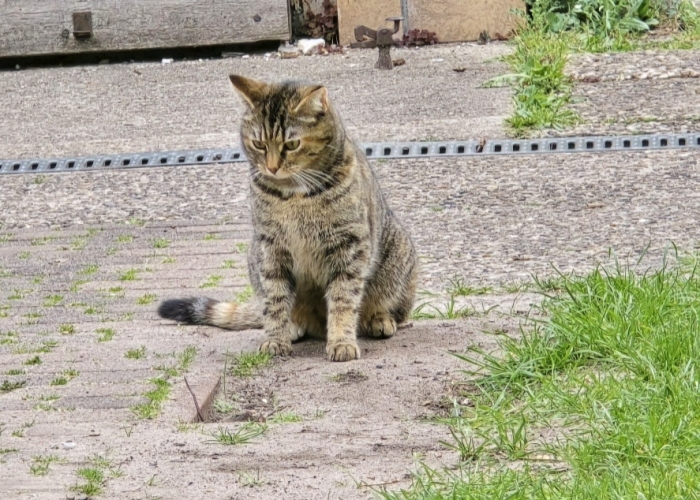 EKH-Katze, Fienchen, Tierheim Burgdorf