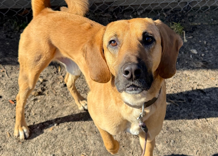 Bracken-Mischling-Hund, Sprotte, Tierheim Burgdorf