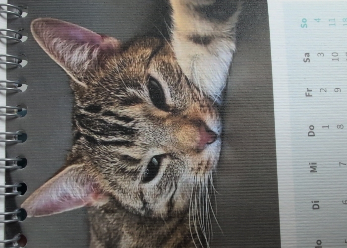 Katze, , Mr Kate, Tierheim Burgdorf