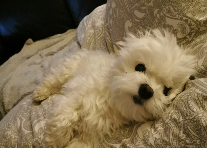 Malteser-Hund, Bounty, Tierheim Burgdorf