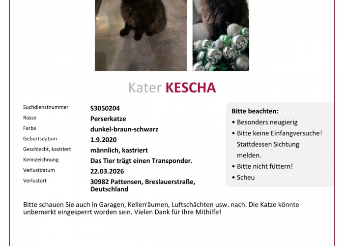 Katze, Perserkatze, Kescha, Tierheim Burgdorf
