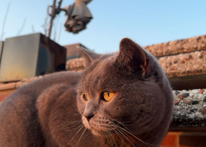 Britisch Kurzhaar-Katze, Zeytun, Tierheim Burgdorf