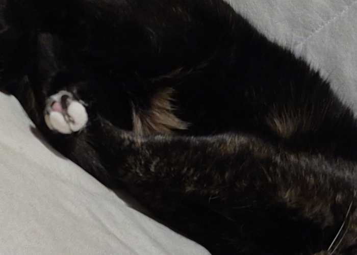 -Katze, Lou, Tierheim Burgdorf