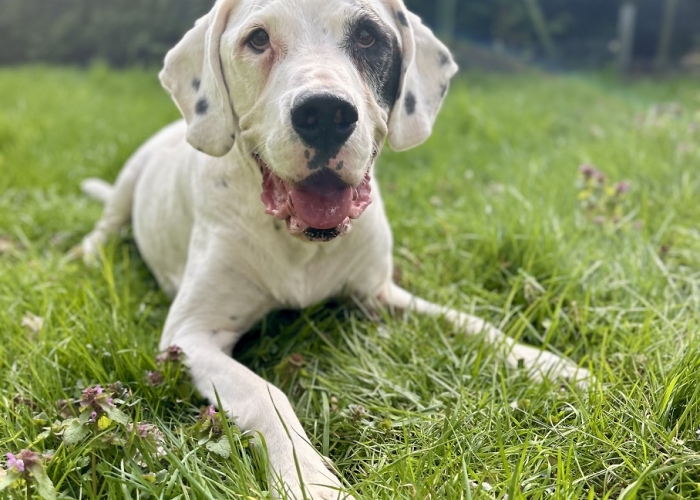 Hund, Dogo Argentino-Mischling, Sky, Tierheim Burgdorf