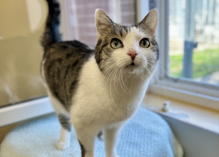 Katze, EKH, Sissi, Tierheim Burgdorf