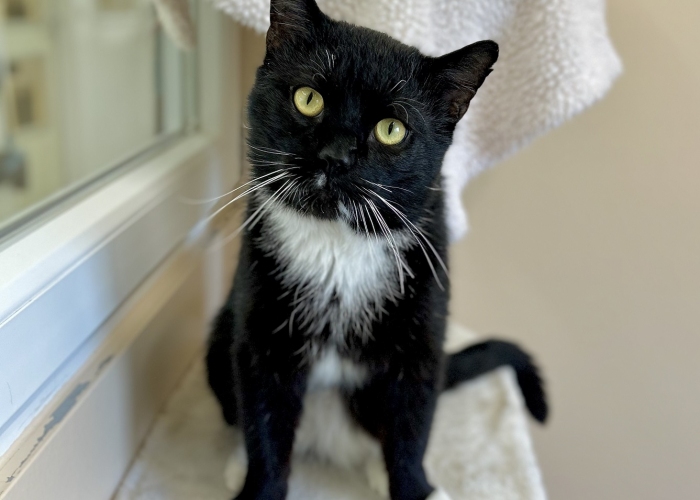 Katze, EKH, Kome, Tierheim Burgdorf