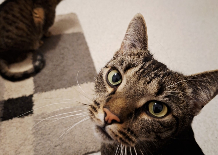 EKH-Katze, Tom und Taylor, Tierheim Burgdorf