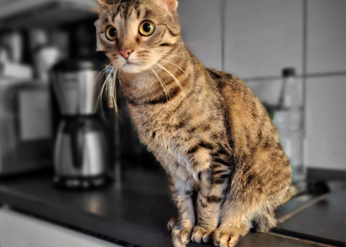 EKH-Katze, Tom und Taylor, Tierheim Burgdorf