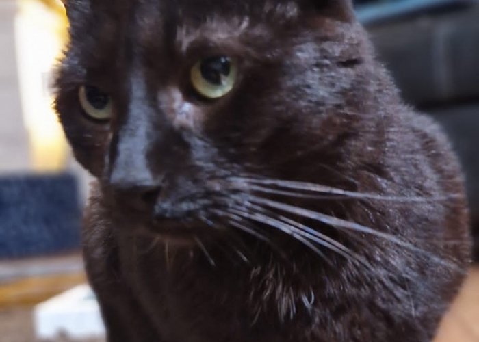 Katze, EKH, Carlos, Tierheim Burgdorf