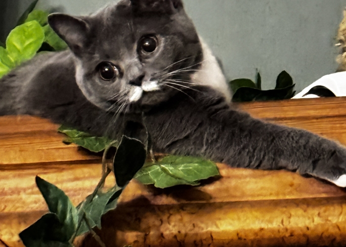 Katze, BKH-Mix, Creamy, Tierheim Burgdorf