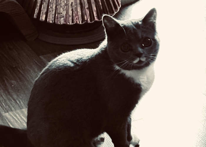 BKH-Mix-Katze, Creamy, Tierheim Burgdorf