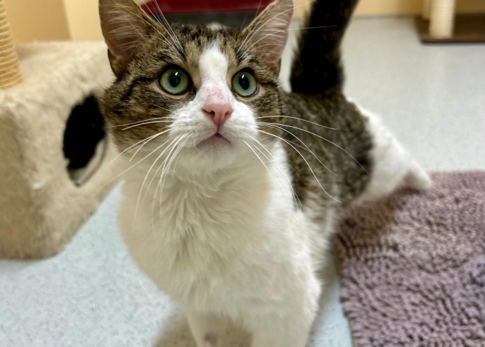 Katze, EKH, Falk, Tierheim Burgdorf