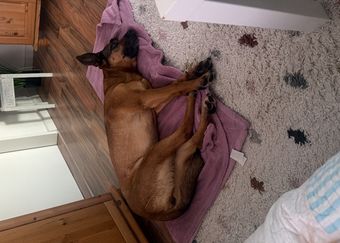 Hund, Schäferhund-Mix, Molly, Tierheim Burgdorf