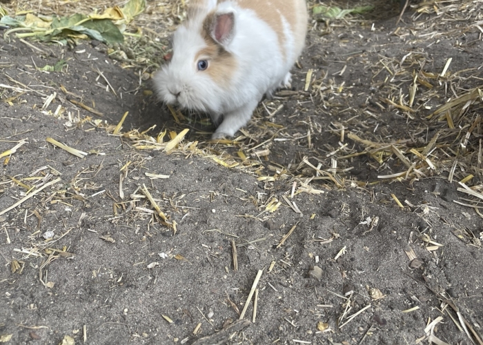 Teddyfell-Kleintier, Lucy und Daisy, Tierheim Burgdorf