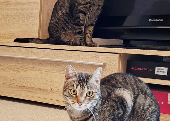 Katze, EKH, Tom und Taylor, Tierheim Burgdorf