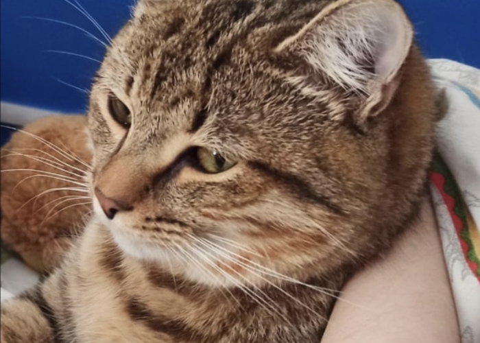 Europäisch Kurzhaar Katze-Katze, Bublik, Tierheim Burgdorf