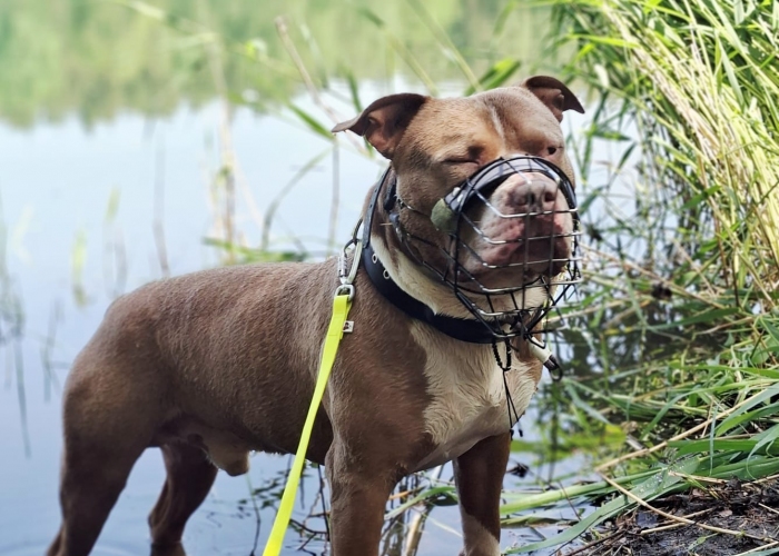 Hund, Am.Staff-Staffordshire Mix, Mause Brause, Tierheim Burgdorf