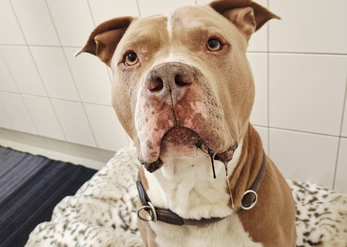 Am.Staff-Staffordshire Mix-Hund, Mause Brause, Tierheim Burgdorf